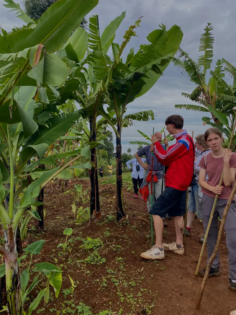 Banana plantation Banana plantation