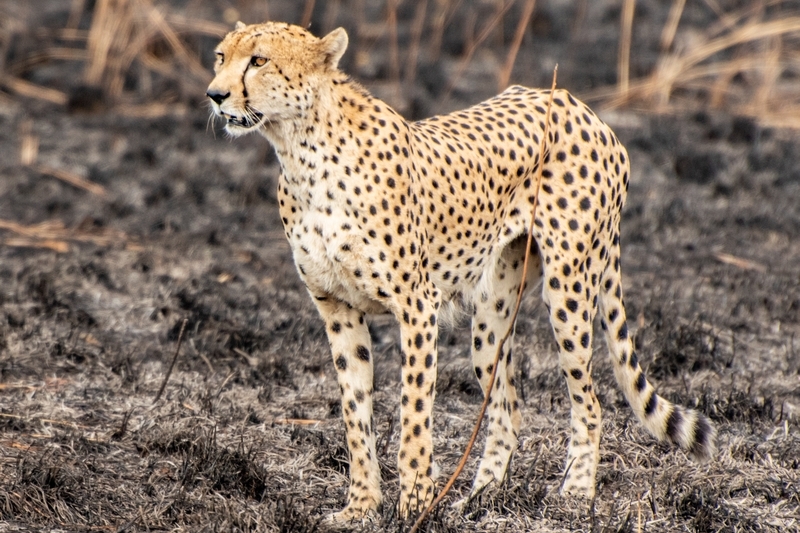 Cheetah in Pian Upe Wildlife Reserve this is the place for relaxed a wildlife safari