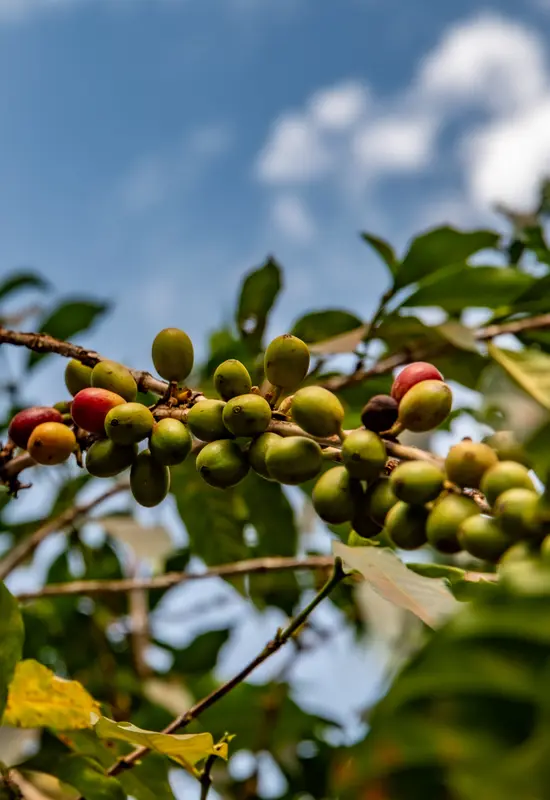 Coffee cherries