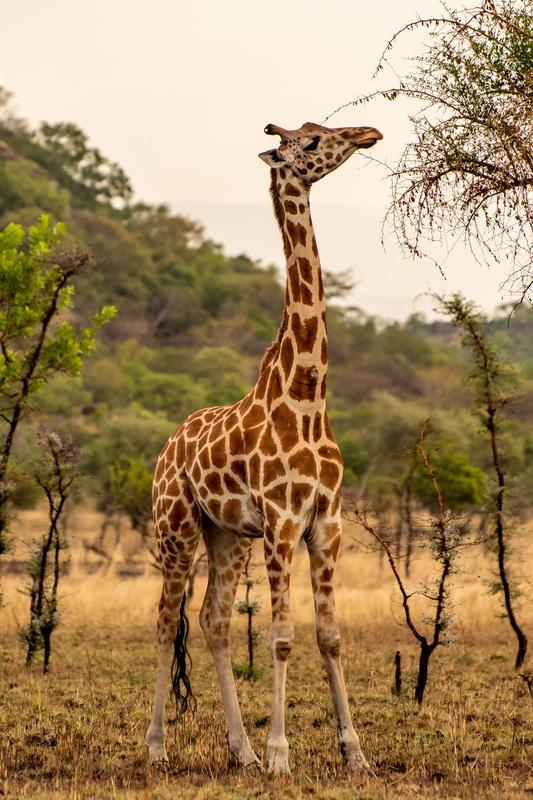 Amazing place for a photo safari to spot giraffes and a lot of other wildlife
