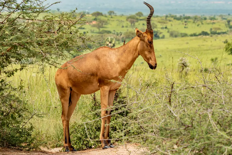 Jackson Antelope in PIan Upe Wildlife Reserve come to experience your own wildlife safari