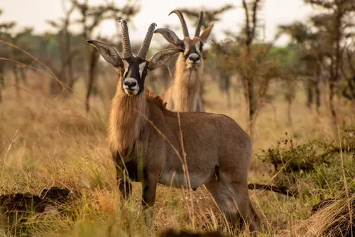 Roan Antelope in Pian Upe