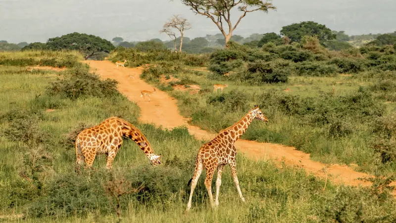 Safari in Murchison Falls with come2uganda