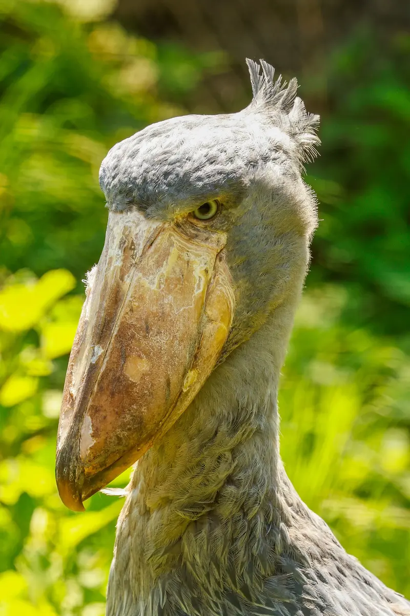 Shoebill Stork Birding Tour Uganda