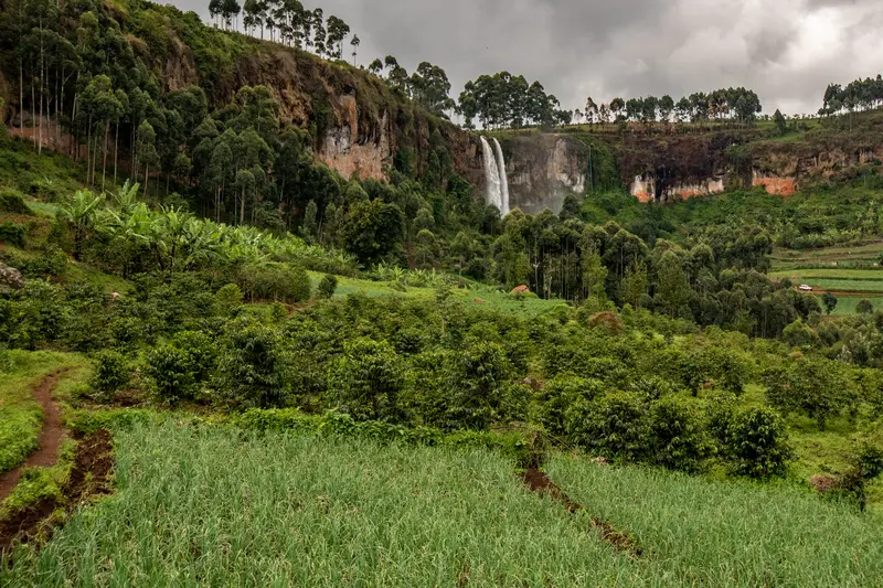 Sipi Falls hike passing between coffee plantations among many other foods growing in this region