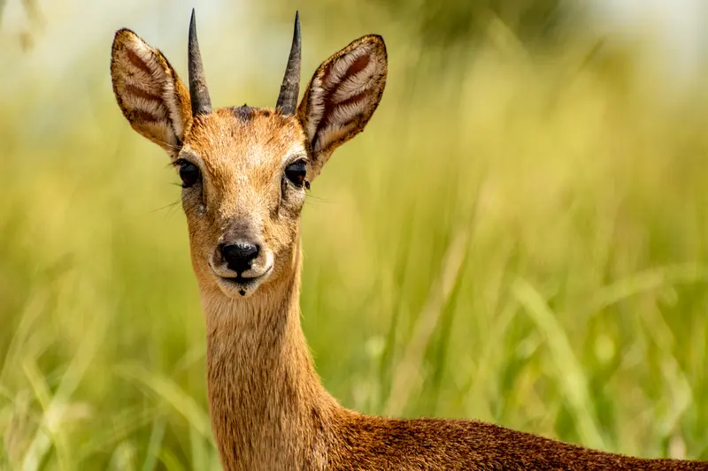 Uganda Kob Antelope posing for your animal photography