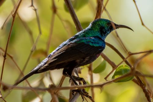 bird spotting the paradise for bird watchers