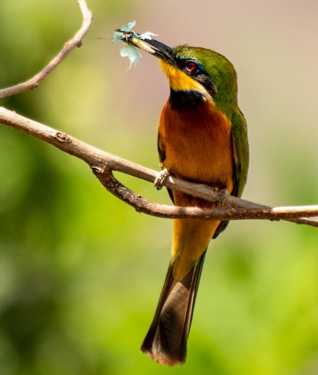 bird watchers birding in Uganda