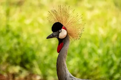 Uganda crested crane bird watching in Uganda