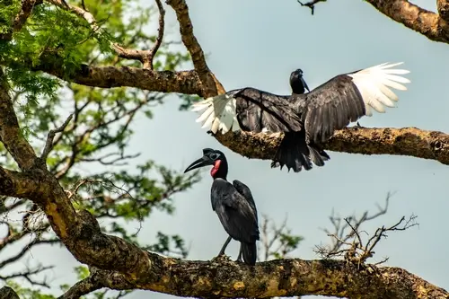 Hornbill bird, birding paradise in Uganda