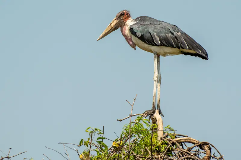 marabou storch bird watching tour