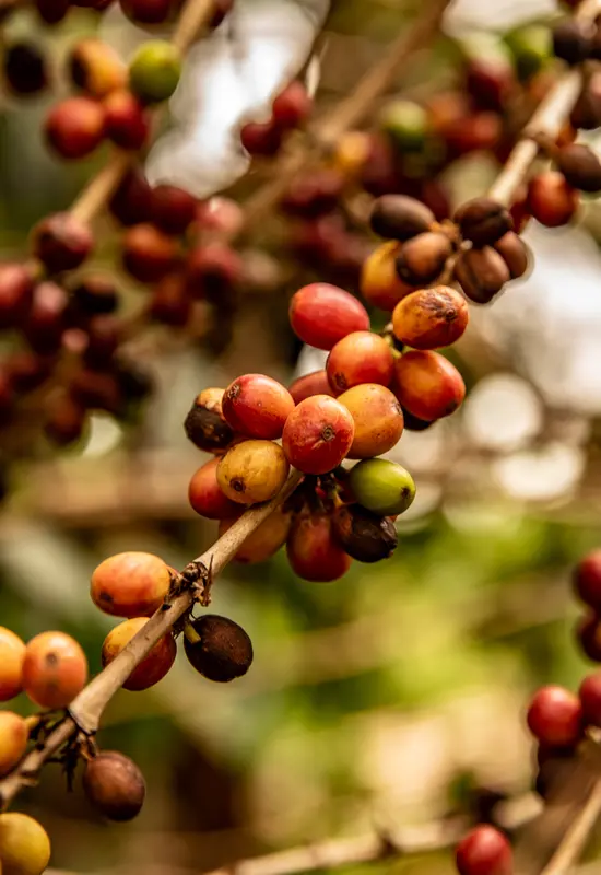 ripe coffee cherries ready for harvest
