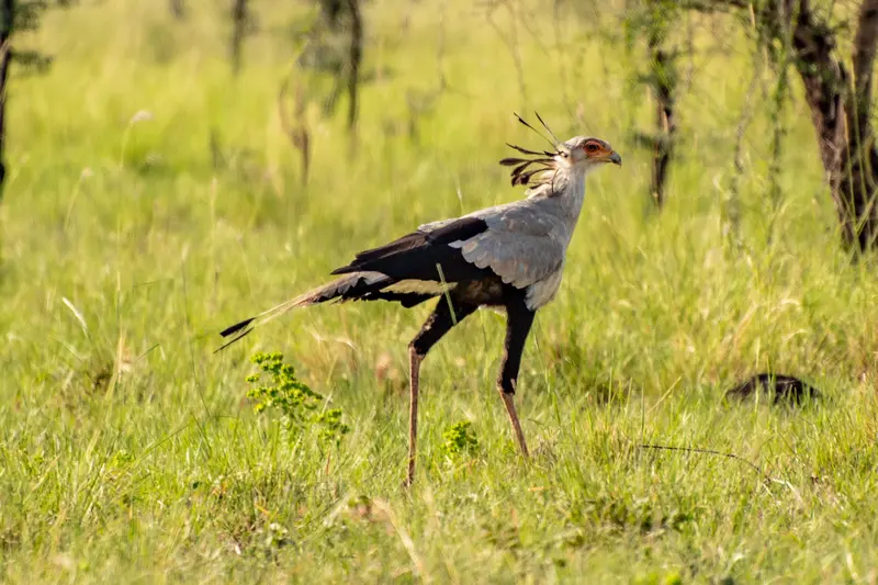 secretary bird on uganda bird watching tours