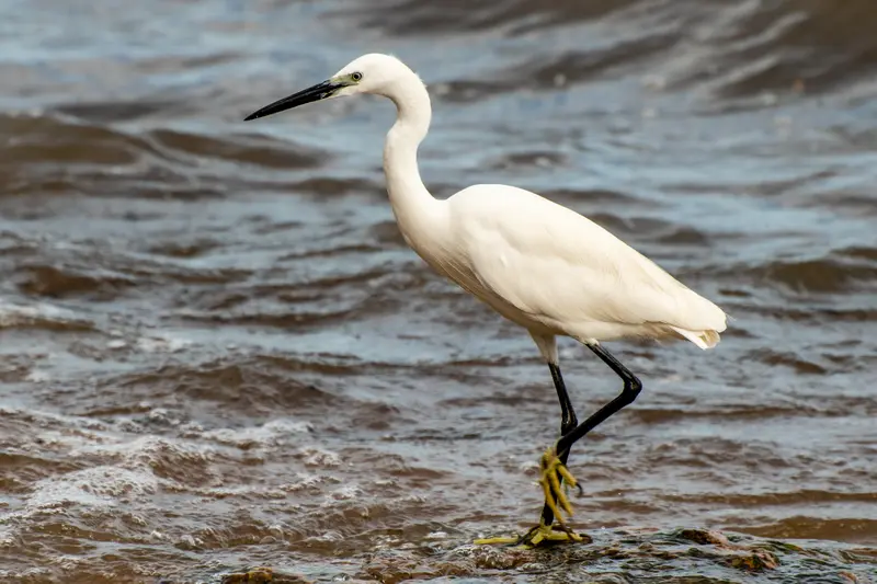 uganda bird watching tours